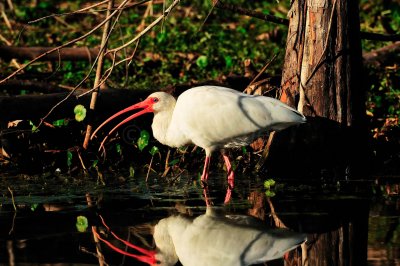 Brazos Bend SP 01-30-09 0394