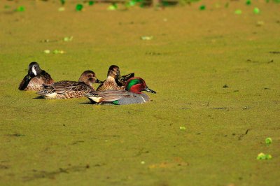 Brazos Bend SP 01-30-09 0102