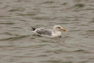 Rockport 02-14-09 0865