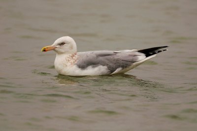 Rockport 02-15-09 0988