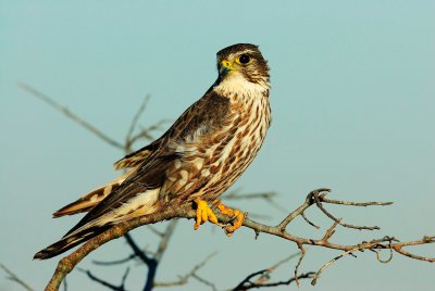 San Bernard NWR 02-22-09 149
