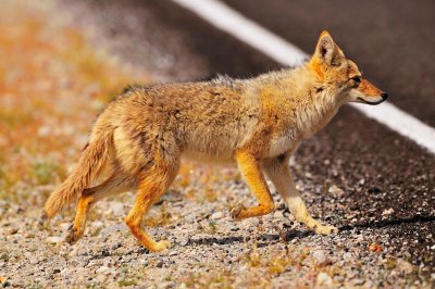 Death Valley and Owens Valley Wildlife Pics