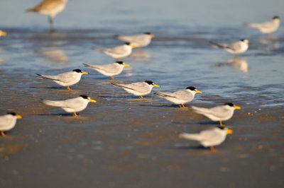 East Beach 4-7-09 0189.JPG