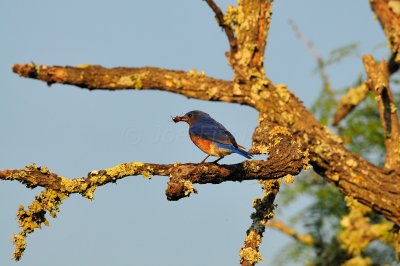 McKinney Falls SP 5-24-09 0229.JPG