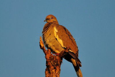McKinney Falls SP 5-25-09 0737.JPG