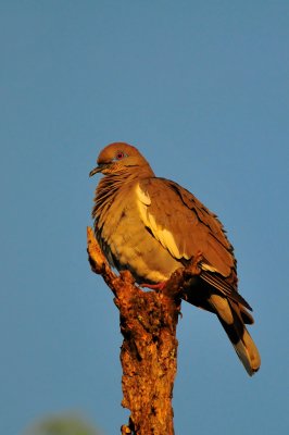 McKinney Falls SP 5-25-09 0741.JPG