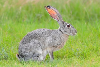 Black-tailed Jackrabbit