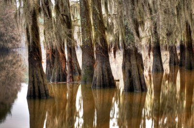 Caddo Lake SP 1-17-10 0028_HDR.JPG