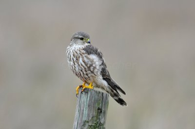 San Bernard NWR 2-7-10 0794.JPG