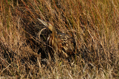 San Bernard NWR 1-10-10 0608.JPG