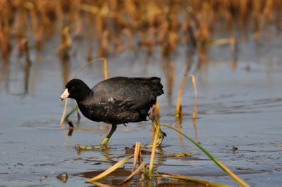 San Bernard NWR 1-10-10 0641.JPG