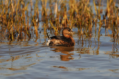 San Bernard NWR 1-10-10 0634.JPG