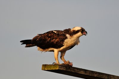 Brazoria NWR 2-28-10 1013.JPG