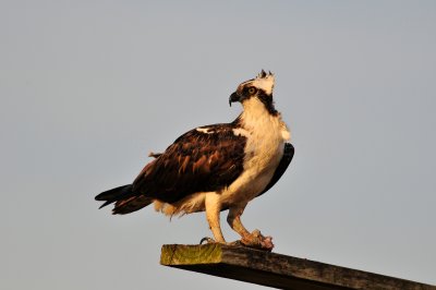 Brazoria NWR 2-28-10 1020.JPG