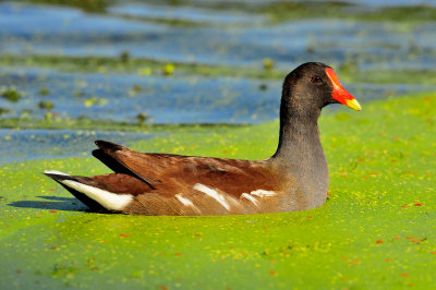 Brazos Bend SP 10-16-09 0538a.JPG