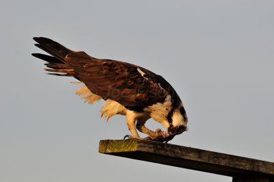 Brazoria NWR 2-28-10 1034.JPG