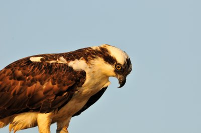 Brazoria NWR 2-28-10 1042.JPG