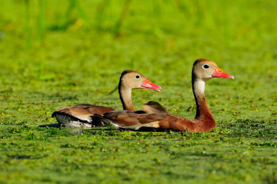 Brazos Bend SP 10-16-09 0532a.JPG