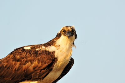 Brazoria NWR 2-28-10 1044.JPG