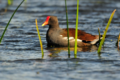 Brazos Bend SP 10-16-09 0554.JPG