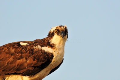 Brazoria NWR 2-28-10 1048.JPG