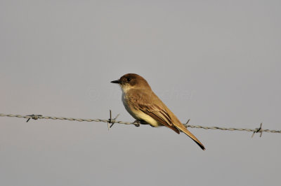 Attwater NWR 2-14-10 1294.JPG