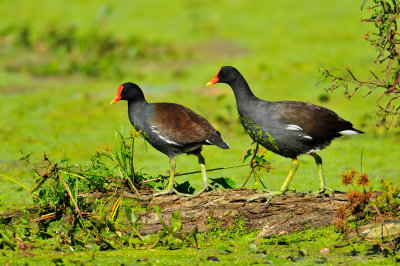 Brazos Bend SP 10-18-09 1378.JPG
