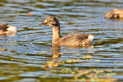 Brazos Bend SP 10-16-09 0760.JPG