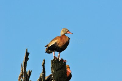 Brazos Bend SP 10-23-09 0375.JPG