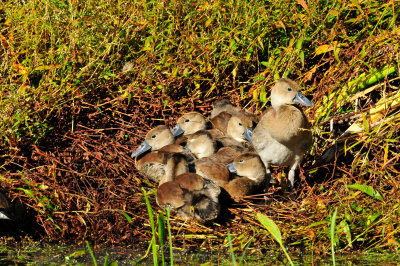 Brazos Bend SP 10-23-09 0423.JPG