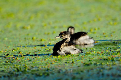 Brazos Bend SP 10-23-09 0121a.JPG