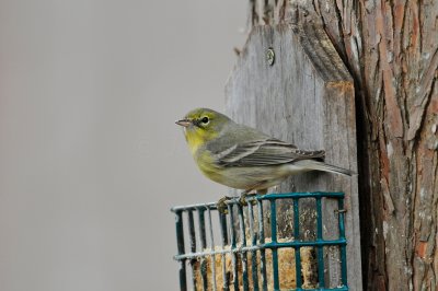 Buesher SP 2-8-10 1069.JPG