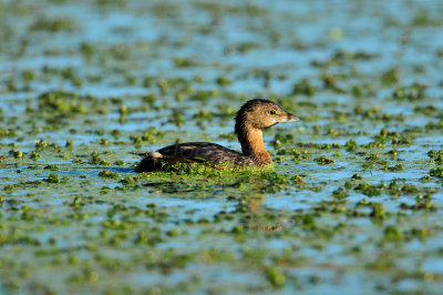 Brazos Bend SP 10-23-09 0246.JPG