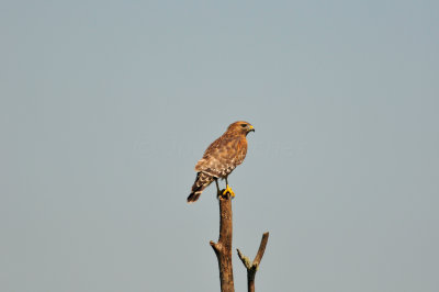 Katy Prairie 10-18-09 1210.JPG
