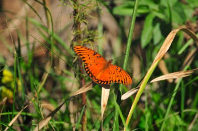Katy Prairie 10-18-09 1193.JPG