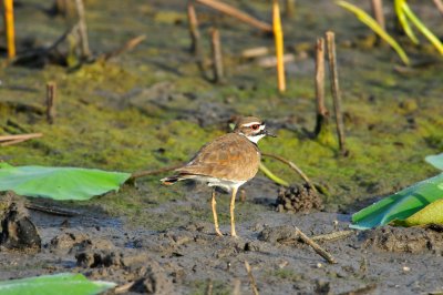 Attwater NWR 4-11-10 0042.JPG