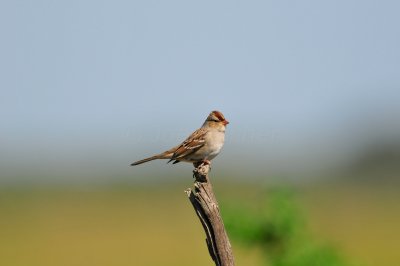 Katy Prairie 10-18-09 1177.JPG