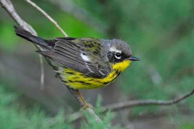 Magnolia Warbler