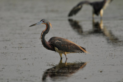 Bolivar Peninsula 5-7-10 0108.JPG