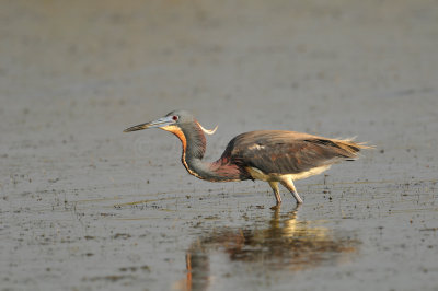 Bolivar Peninsula 5-7-10 0137.JPG