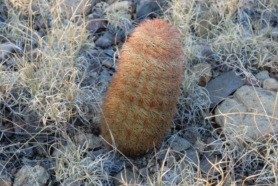 Big Bend Cacti