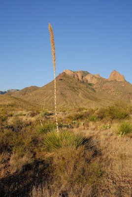 Big Bend NP Oct. 2007 00090.jpg
