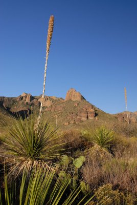 Big Bend NP Oct. 2007 00093.jpg