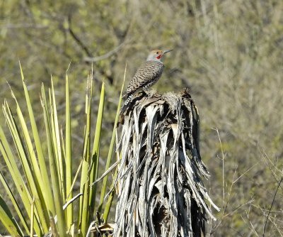 Big Bend NP Oct. 2007 01049.jpg