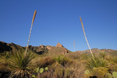Big Bend NP Oct. 2007 00092.jpg