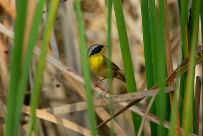 San Bernard NWR 12-8-07 0150.jpg