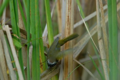 San Bernard NWR 12-8-07 0153.jpg