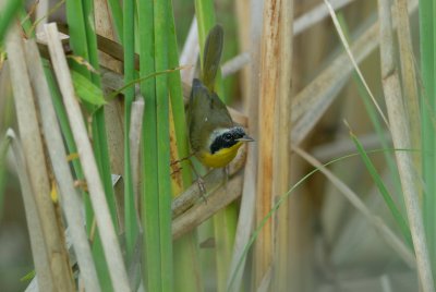 San Bernard NWR 12-8-07 0155.jpg