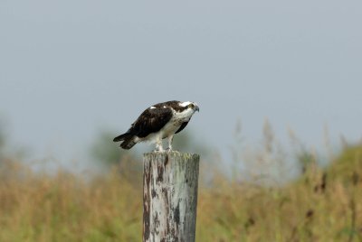 San Bernard NWR 12-8-07 0171.jpg