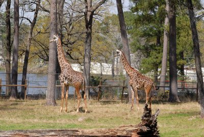 Ellen Trout Zoo and Park 03-16-08 0045